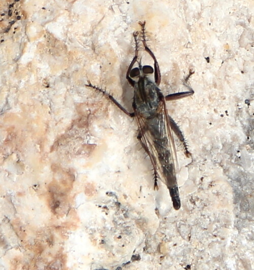 raubfliege-asilidae-spec-15096.jpeg