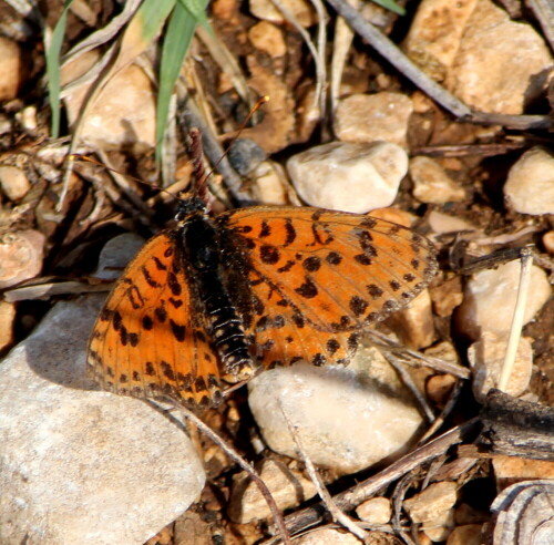 roter-scheckenfalter-melitaea-didyma-15073.jpeg