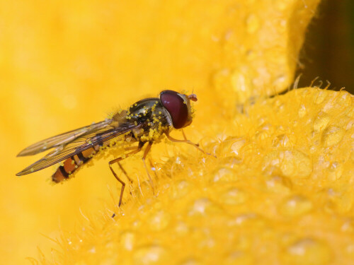 Auch der eigene Garten bietet schöne natur-Motive. Manchmal muss man nur genauer hinschauen. So wie bei dieser Schwebfliege im morgendlichen Tau einer Zucchiniblüte.

Aufnameort: Dannenberg
Kamera: Canon 70D