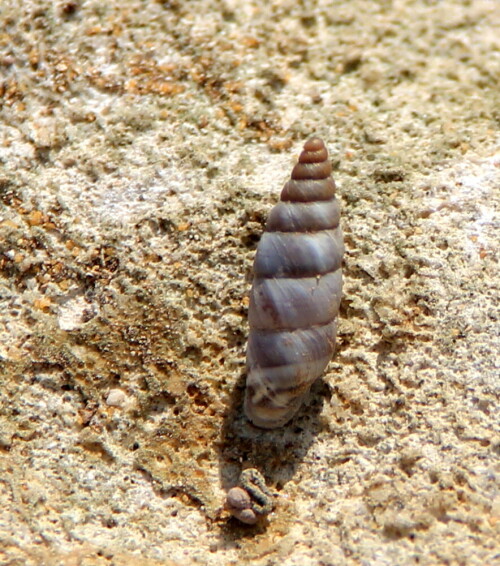 wald-deckelschnecke-cochlostoma-henricae-15092.jpeg