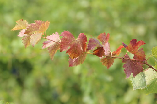 weinlaub-herbstgefarbt-15098.jpeg