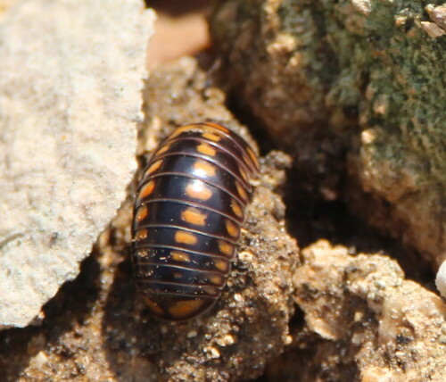 zweireihen-saftkugler-glomeris-pustulata-15091.jpeg