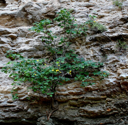 Dieser Baum krallt sich oberhalb der Austrittsöffnung der Fontaine de Vaucluse in den Fels. Er wächst seit Jahren kaum noch, erhält offenbar im Fels gerade so viel Wasser und Nährstoffe, dass er nicht abstirbt. Er markiert gleichzeitig die Stelle des höchsten Wasserstandes.

Aufnameort: Provence, Fontaine de Vaucluse, 14.09.2015
Kamera: Canon EOS 600D 1/40; 5,6; 30,0mm; ISO 200