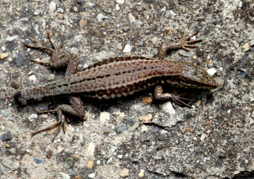 Mauereidechse (Podacris muralis) hat sich durch Verlust ihres Schwanzes das Leben erhalten. Der Schwanz wächst wieder nach, bleibt allerdings in seiner Funktion stark eingeschränkt.

Aufnameort: Provence, Fontaine de Vaucluse, 14.09.2015
Kamera: Canon EOS 600D 1/320; 7,1; 250,0mm; ISO 160