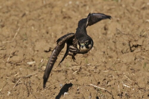 junger-baumfalke-fliegt-los-14881.jpeg