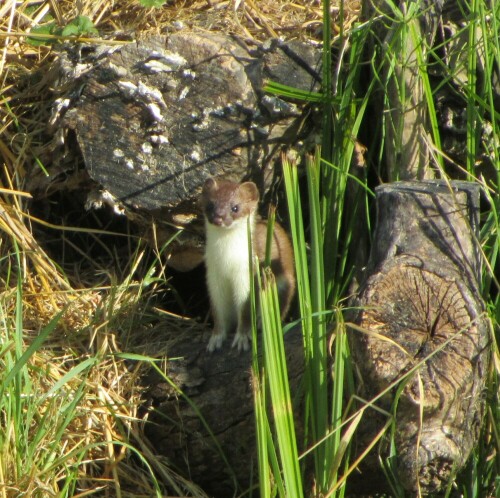 Sehr geehrte Damen und Herren

Passend zu Ihrem natur-Rätsel sende ich Ihnen Bilder des grösseren Bruders
(oder Schwester?) Grosses Wiesel oder Hermelin (Mustela erminea).

Am 12. Juli 2015 bei einem Sonntag-Morgen-Spaziergang sahen wir von ferne unter einer querenden
Brücke über einen kleinen Entwässerungskanal (Toffen-Kanal bei Belp) 3 putzige Kerle herumtollen.
Beim Näherkommen machte sich der erste sofort auf Nimmerwiedersehen im hohen Gras aus dem Staube,
die 2 anderen rannten unter der Brücke durch, wir langsam dem Kanal entlang quer zur Brücke.
Auf der andern Seite angekommen, sahen wir gerade noch den zweiten unter der Brücke davonrennen(5355),
der dritte flüchtete in seinen Unterschlupf in einem Wurzelstock eines abgesägten kleinen Stamms.
Doch o Wunder, Sekunden später kroch er hervor, beäugte die Umgebung und weil wir bock-
und mucksmäuschenstill dastanden, erachtete er uns offenbar nicht als Gefahr oder er nahm uns gar
nicht wahr. Dabei war die Distanz höchstens 6 m!
Er posierte, guckte herum hüpfte heraus, kroch wieder hinein, kam wieder zum Vorschein,
stieg durch das Gras rauf, kletterte kurzzeitig bis auf die Strasse (5413), drehte wieder um
und posierte nochmals vor seiner Höhle. Dann streckte er sich schaute nach links und dann
guckte er mich frech an... ohne zu flüchten. Ich konnte nochmals einige Fotos schiessen,
total über 70 Bilder.
Am nächsten Tag (Montag) kamen Gemeindeangestellte und mähten das Bord, seither sind die drei Wiesel
leider verschwunden und in der Umgebung auch von befragten Passanten nicht mehr gesichtet worden,
der Bau ist seither verwaist. Vielleicht gibt es ein Wiedersehen im Winterpelz oder im nächsten Jahr...

Ich hoffe, das eine oder andere Bild findet den Weg in Ihre Bilddatenbank...

Besten Dank und freundliche Grüsse aus der Schweiz.

Ihr langjähriger treuer Leser (seit etwa 1972)

wirz peter
Kastanienweg 68
CH 3123 Belp
Schweiz

Aufnameort: Belp Kt. Bern Schweiz
Kamera: Canon PowerShot SX 220HS