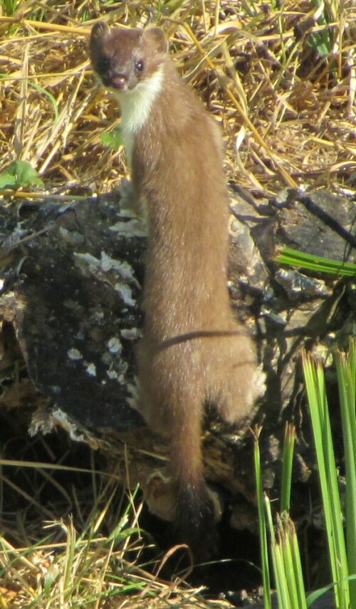 Sehr geehrte Damen und Herren

Passend zu Ihrem natur-Rätsel sende ich Ihnen Bilder des grösseren Bruders
(oder Schwester?) Grosses Wiesel oder Hermelin (Mustela erminea).

Am 12. Juli 2015 bei einem Sonntag-Morgen-Spaziergang sahen wir von ferne unter einer querenden
Brücke über einen kleinen Entwässerungskanal (Toffen-Kanal bei Belp) 3 putzige Kerle herumtollen.
Beim Näherkommen machte sich der erste sofort auf Nimmerwiedersehen im hohen Gras aus dem Staube,
die 2 anderen rannten unter der Brücke durch, wir langsam dem Kanal entlang quer zur Brücke.
Auf der andern Seite angekommen, sahen wir gerade noch den zweiten unter der Brücke davonrennen(5355),
der dritte flüchtete in seinen Unterschlupf in einem Wurzelstock eines abgesägten kleinen Stamms.
Doch o Wunder, Sekunden später kroch er hervor, beäugte die Umgebung und weil wir bock-
und mucksmäuschenstill dastanden, erachtete er uns offenbar nicht als Gefahr oder er nahm uns gar
nicht wahr. Dabei war die Distanz höchstens 6 m!
Er posierte, guckte herum hüpfte heraus, kroch wieder hinein, kam wieder zum Vorschein,
stieg durch das Gras rauf, kletterte kurzzeitig bis auf die Strasse (5413), drehte wieder um
und posierte nochmals vor seiner Höhle. Dann streckte er sich schaute nach links und dann
guckte er mich frech an... ohne zu flüchten. Ich konnte nochmals einige Fotos schiessen,
total über 70 Bilder.
Am nächsten Tag (Montag) kamen Gemeindeangestellte und mähten das Bord, seither sind die drei Wiesel
leider verschwunden und in der Umgebung auch von befragten Passanten nicht mehr gesichtet worden,
der Bau ist seither verwaist. Vielleicht gibt es ein Wiedersehen im Winterpelz oder im nächsten Jahr...

Ich hoffe, das eine oder andere Bild findet den Weg in Ihre Bilddatenbank...

Besten Dank und freundliche Grüsse aus der Schweiz.

Ihr langjähriger treuer Leser (seit etwa 1972)

wirz peter
Kastanienweg 68
CH 3123 Belp
Schweiz

Aufnameort: Belp Kt. Bern Schweiz
Kamera: Canon PowerShot SX 220HS