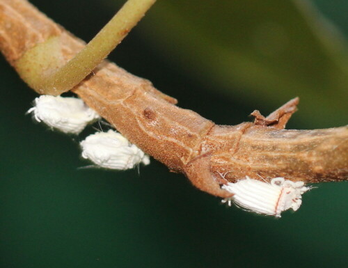 Diese Art wurde nach Europa eingeschleppt und befällt verschiedene Pflanzen. Ihr natürlicher Feind ist eine australische Marienkäferart. Das Besondere dieser Insekten ist, dass die meisten Individuen Zwitter sind und sich selbst befruchten. Die weißen Gebilde sind Wachs-Stäbchen, die von den Läusen als Schutz ausgeschieden werden.

Aufnameort: Villars, Provence 16.09.2015
Kamera: Canon EOS 600D 1/60; 4,0; 100,0mm; ISO 400