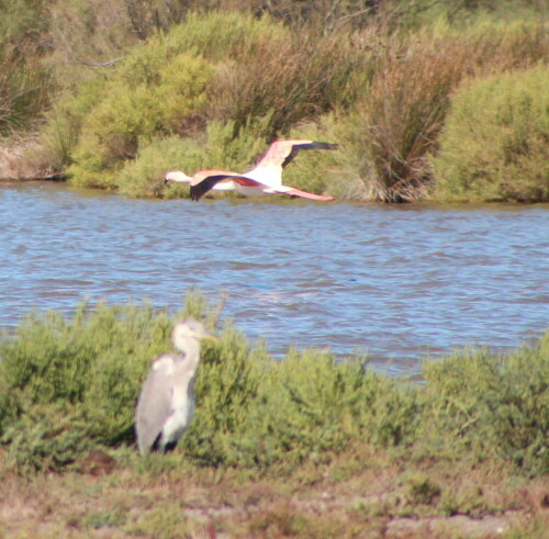 

Aufnameort: Camargue, 17.09.2015
Kamera: Canon EOS 600D 1/2000; 6,3; 300,0mm; ISO 640