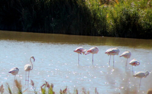 

Aufnameort: Camargue, 17.09.2015
Kamera: Canon EOS 600D 1/2000; 6,3; 300,0mm; ISO 800