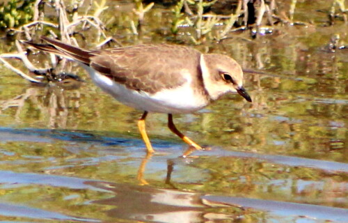 flussregenpfeifer-charadrius-dubius-15210.jpeg