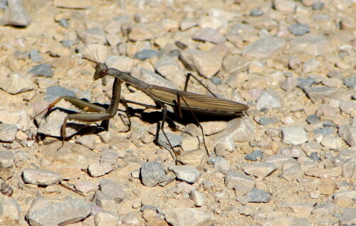 gottesanbeterin-mantis-religiosa-kreuzt-meinen-weg-15224.jpeg