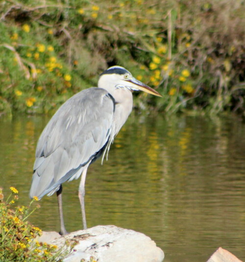 Schön, dass er in weiten Teilen Europas wieder zum "normalen" Anblick von Feuchtgebieten und deren Umgebung gehört; auch in den Städten hat er sich eingebürgert.

Aufnameort: Camargue, 17.09.2015
Kamera: Canon EOS 600D 1/2000; 6,3; 300,0mm; ISO 800