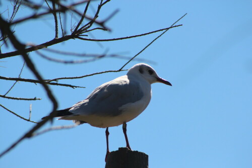 lachmowe-larus-ridibundus-im-ruhekleid-15182.jpeg