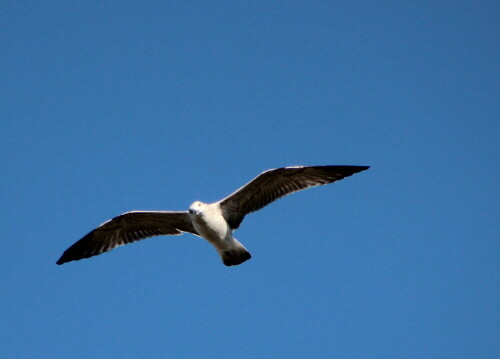 lachmowe-vor-dem-himmel-der-camargue-15234.jpeg