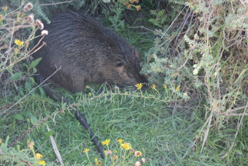 nutria-myocastor-coypus-15228.jpeg