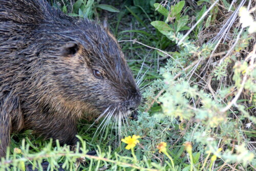 Dieser Nutria stieg in aller Seelenruhe ca. 2m vor uns aus dem Gebüsch und machte sich daran, Kräuter zu verzehren. Auch durch unser Vorbeigehen ließ er sich nicht stören.

Aufnameort: Camargue, 17.09.2015
Kamera: Canon EOS 600D 1/320; 5,0; 97,0mm; ISO 3200