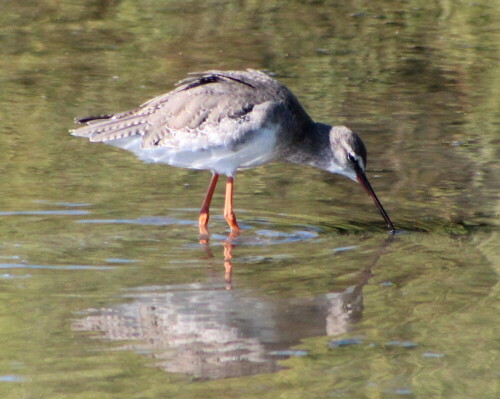 

Aufnameort: Camargue, 17.09.2015
Kamera: Canon EOS 600D 1/2000; 6,3; 300,0mm; ISO 1250