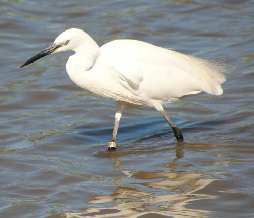 Schwarzer Schnabel, gelbe Füße (hier nicht zu sehen) und seine Schmuckfedern kennzeichnen ihn.

Aufnameort: Camargue, 17.09.2015
Kamera: Canon EOS 600D 1/2000; 6,3; 300,0mm; ISO 400