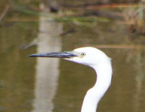 Ich möchte nicht der Fisch sein, den dieser Schnabel trifft...

Aufnameort: Camargue, 17.09.2015
Kamera: Canon EOS 600D 1/2000; 6,3; 300,0mm; ISO 400