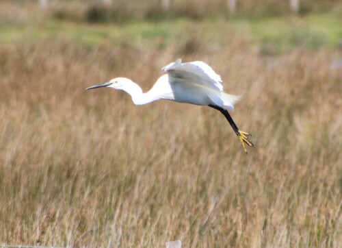 Gut zu erkennen sind die charakteristischen gelben Füße.

Aufnameort: Camargue, 17.09.2015
Kamera: Canon EOS 600D 1/2000; 6,3; 300,0mm; ISO 640