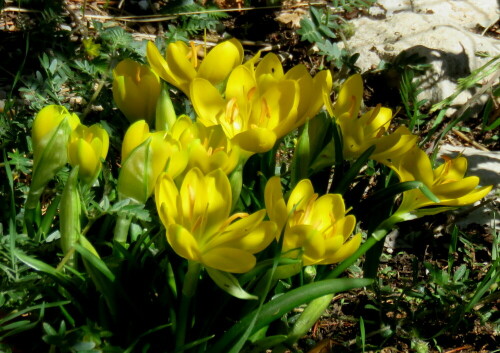 herbst-goldbecher-sternbergia-lutea-14974.jpeg