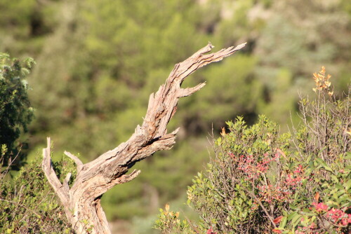 

Aufnameort: St. Saturnin des Apt, 17.09.2015
Kamera: Canon EOS 600D 1/800; 8,0; 300,0mm; ISO 500