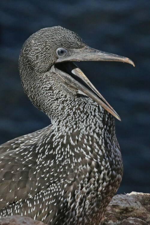 basstolpel-jungvogel-15448.jpeg