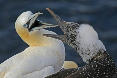 

Aufnameort: d helgoland
