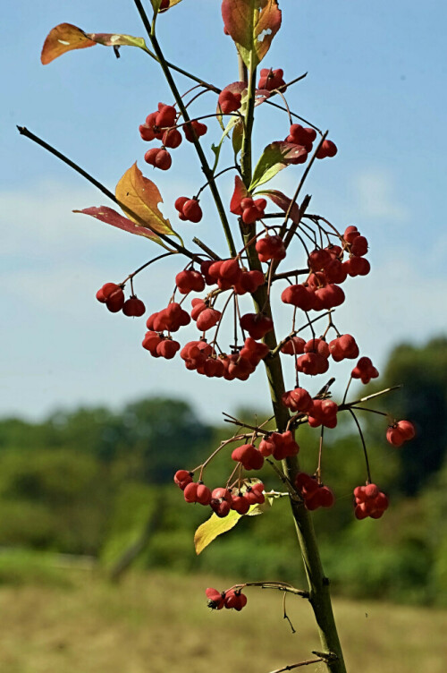 herbstfarben-17902.jpeg