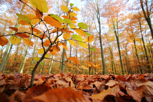 Immer wieder erfreuen mich die wunderbaren Herbstfarben im ausklingenden Jahr

Aufnameort: Buchenwald im Landkreis Lüchow-Dannenberg
Kamera: Canon 70D