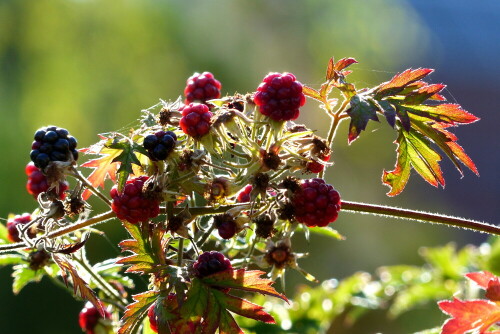 brombeeren-15112.jpeg