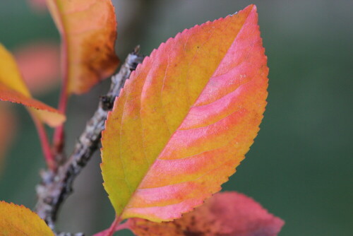 

Aufnameort: Marburg, An der Zahlbach, Garten 30.09.2015
Kamera: Canon EOS 600D 1/160; 5,6; 100,0mm; ISO 500