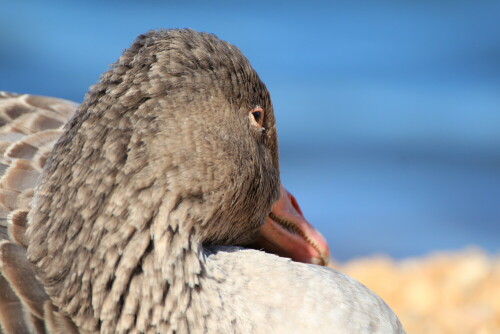 Gans ruht sich aus

Aufnameort: Nürnberg
Kamera: Canon EOS 600D