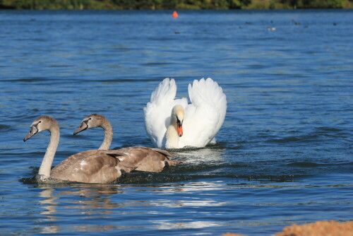 drohender-schwan-14996.jpeg