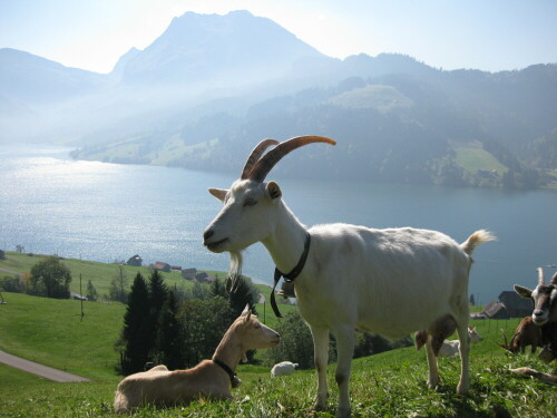 Ziegenherde am Wägitaler See

Aufnameort: Innerthal, Kanton Schwyz, Schweiz.
