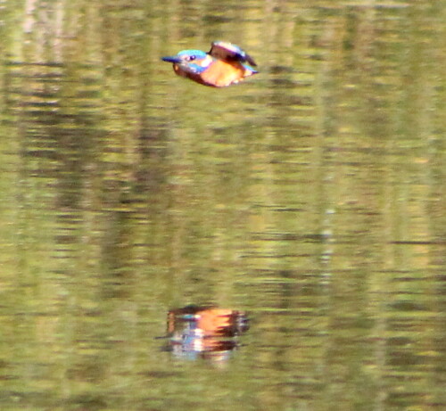 eisvogel-unterwegs-15266.jpeg