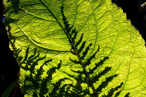 lichtspiel-farnschatten-auf-alantblatt-15113.jpeg