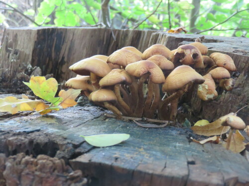 Auf einem Spaziergang durch Parkanlagen Marburgs gesehen.

Aufnameort: Marburg,  04.10.2015
Kamera: Canon Power Shot SX700 1/20; 4,0; 9,9mm; ISO 1000