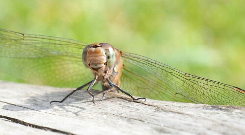 Eine Libelle beim Sonnenbad

Aufnameort: Dänemark, Nordsee
Kamera: Olympus OM-D E-M5II