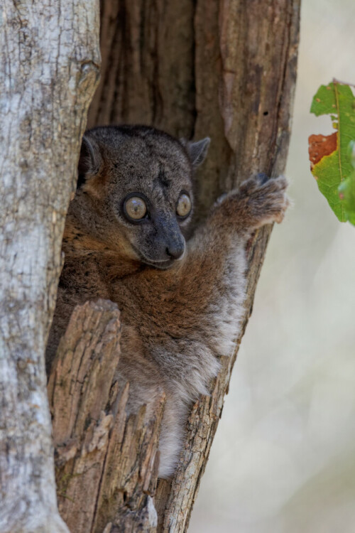 Die Hubbard-Wieselmaki wurden erstmals vor 18 Jahren im Zombitse Nationalpark auf Madagaskar entdeckt. Ausserhalb dieses Parks wurde noch kein Exemplar gefunden.

Aufnameort: Zombitse Nationalpark, Madagaskar
Kamera: Canon 5D mkII, Tamron 150-600mm