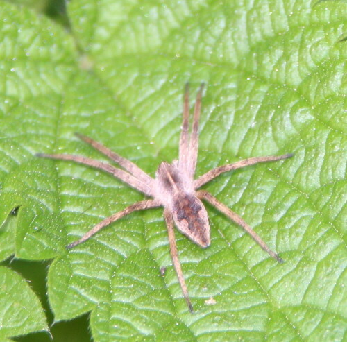 In ihrer typischen Körperhaltung auf der Blattoberfläche sitzend

Aufnameort: Kirchhain, Erlensee, 07.10.2015
Kamera: Canon EOS 600D 1/60; 6,3; 238,0mm; ISO 100