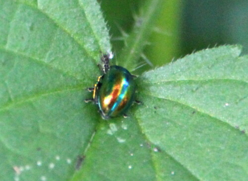 prachtiger-blattkafer-chrysolina-fastuosa-15303.jpeg