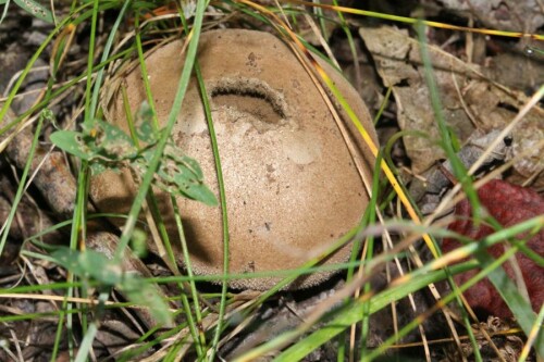 Ein ziemlich bekannte Pilzart auch der Wegränder.
Er kann sonst in Nadel- oder Mischwäldern vorkommen.
https://de.wikipedia.org/wiki/Dickschaliger_Kartoffelbovist

Aufnameort: Eiershausen Wald am Hirschberg
Kamera: Canon EOS 700D