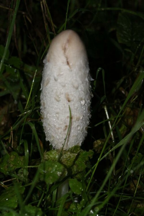 Der Schopftintling gehört zu den Champignonverwandten.
https://de.wikipedia.org/wiki/Schopf-Tintling

Aufnameort: Eiershausen Wald am Hirschberg
Kamera: Canon EOS 700D