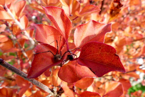 weberknecht-im-roten-herbstlaub-15161.jpeg