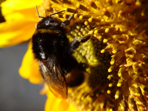 Erdhummel auf Sonnenblume

Aufnameort: Odenthal_D
Kamera: Sony DSC HX100