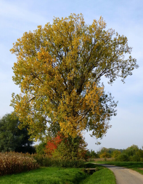 Pappel im Herbstkleid

Aufnameort: bei Kenzingen im Breisgau
Kamera: Panasonic