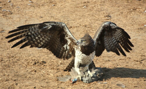 Aufnahme während der Tierbeobachtung an einem Wasserloch

Aufnameort: Masuma Dam - Hwange Park - Simbabwe
Kamera: Canon 450 D