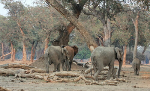 Aufnahme währen einer Urlaubsreise

Aufnameort: Mana Pools - Simbabwe
Kamera: Canon 450 D